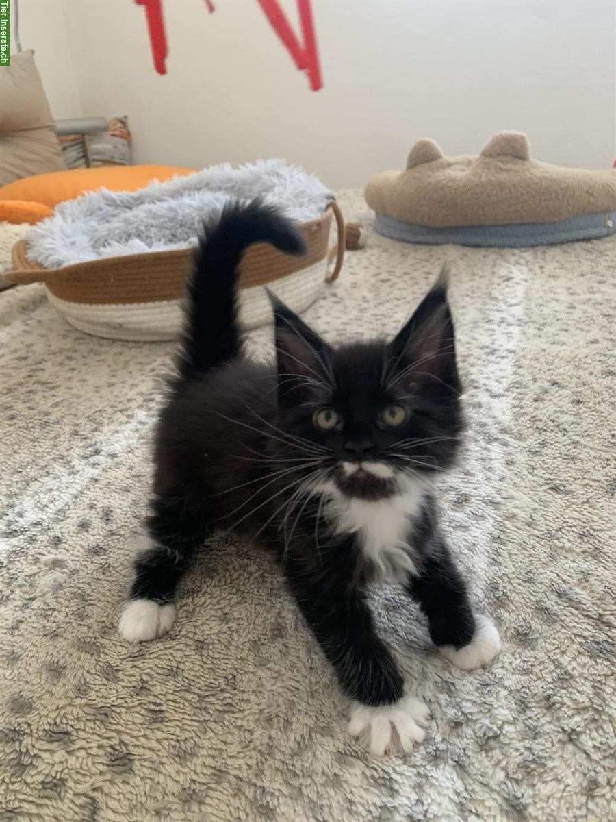 Bild 6: Junge Maine Coon Kätzchen mit Stammbaum, Zentralschweiz