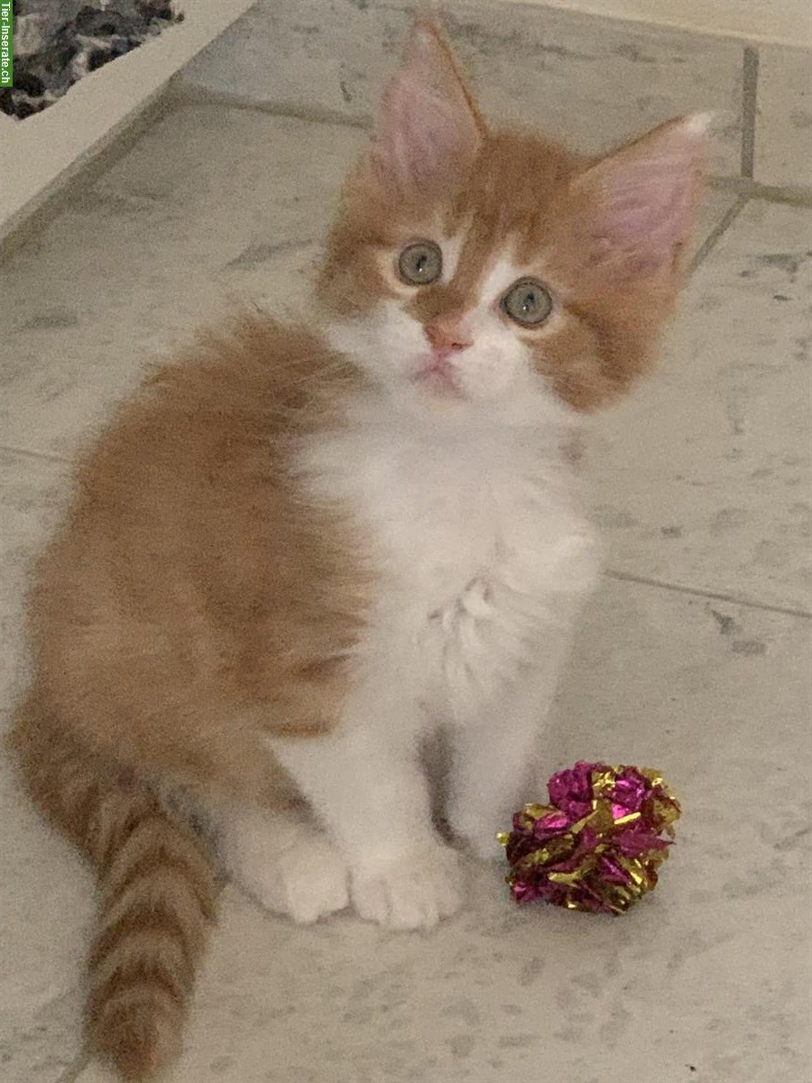 Bild 7: Junge Maine Coon Kätzchen mit Stammbaum, Zentralschweiz