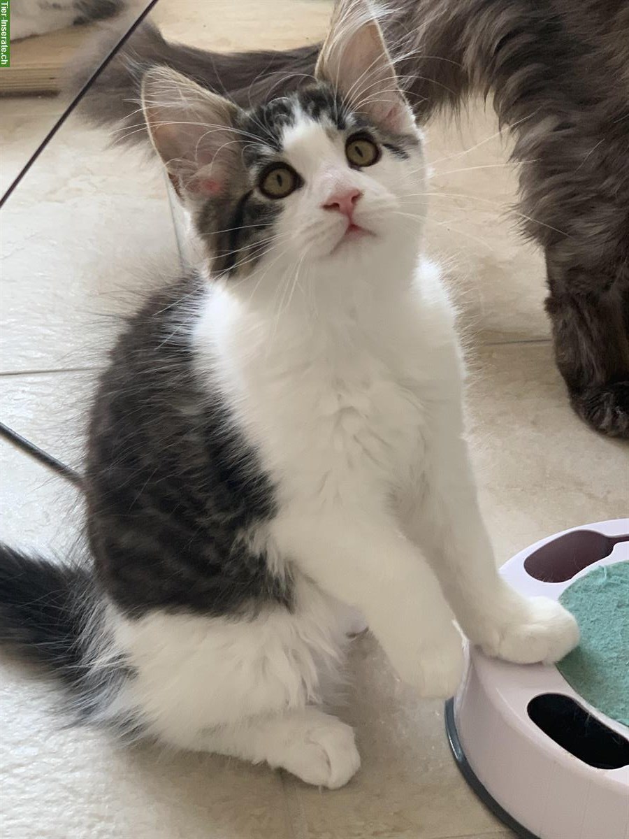 Bild 8: Junge Maine Coon Kätzchen mit Stammbaum, Zentralschweiz
