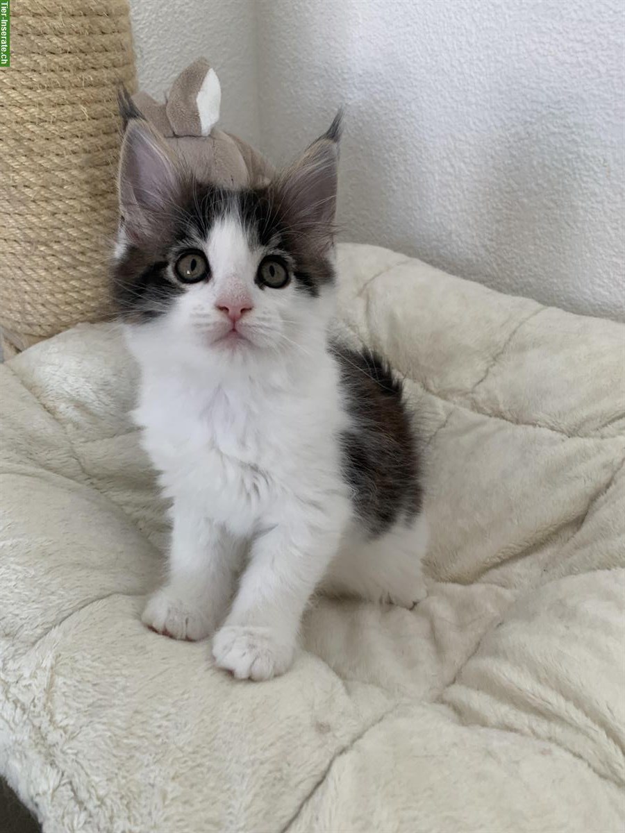 Bild 9: Junge Maine Coon Kätzchen mit Stammbaum, Zentralschweiz