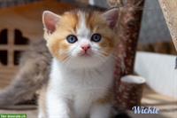 Reinrassiges BKH Kitten (Männchen) mit Stammbaum