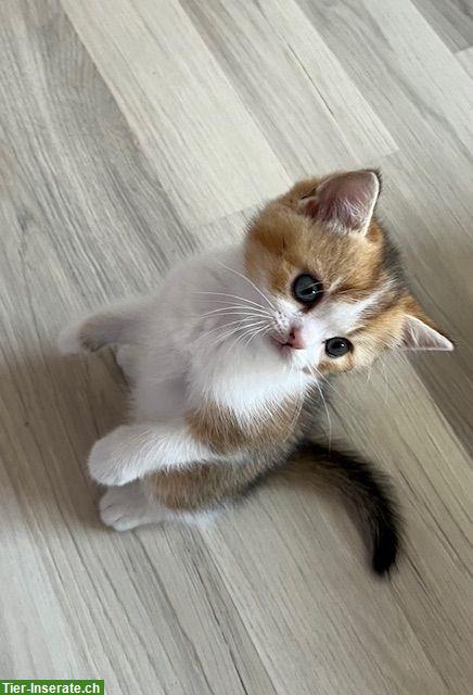 Bild 3: Reinrassiges BKH Kitten (Männchen) mit Stammbaum