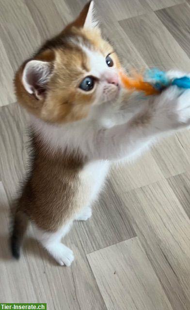Bild 4: Reinrassiges BKH Kitten (Männchen) mit Stammbaum