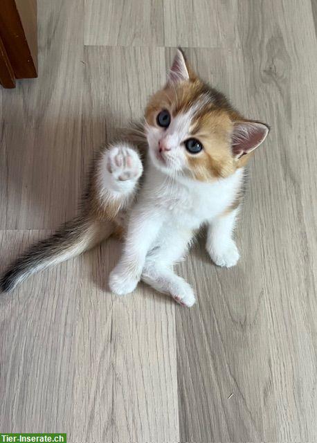 Bild 5: Reinrassiges BKH Kitten (Männchen) mit Stammbaum