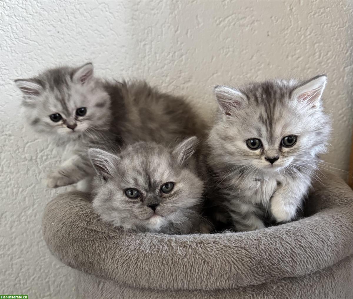 Britisch Langhaar Kitten in black silver tabby