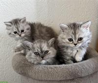 Britisch Langhaar Kitten in black silver tabby