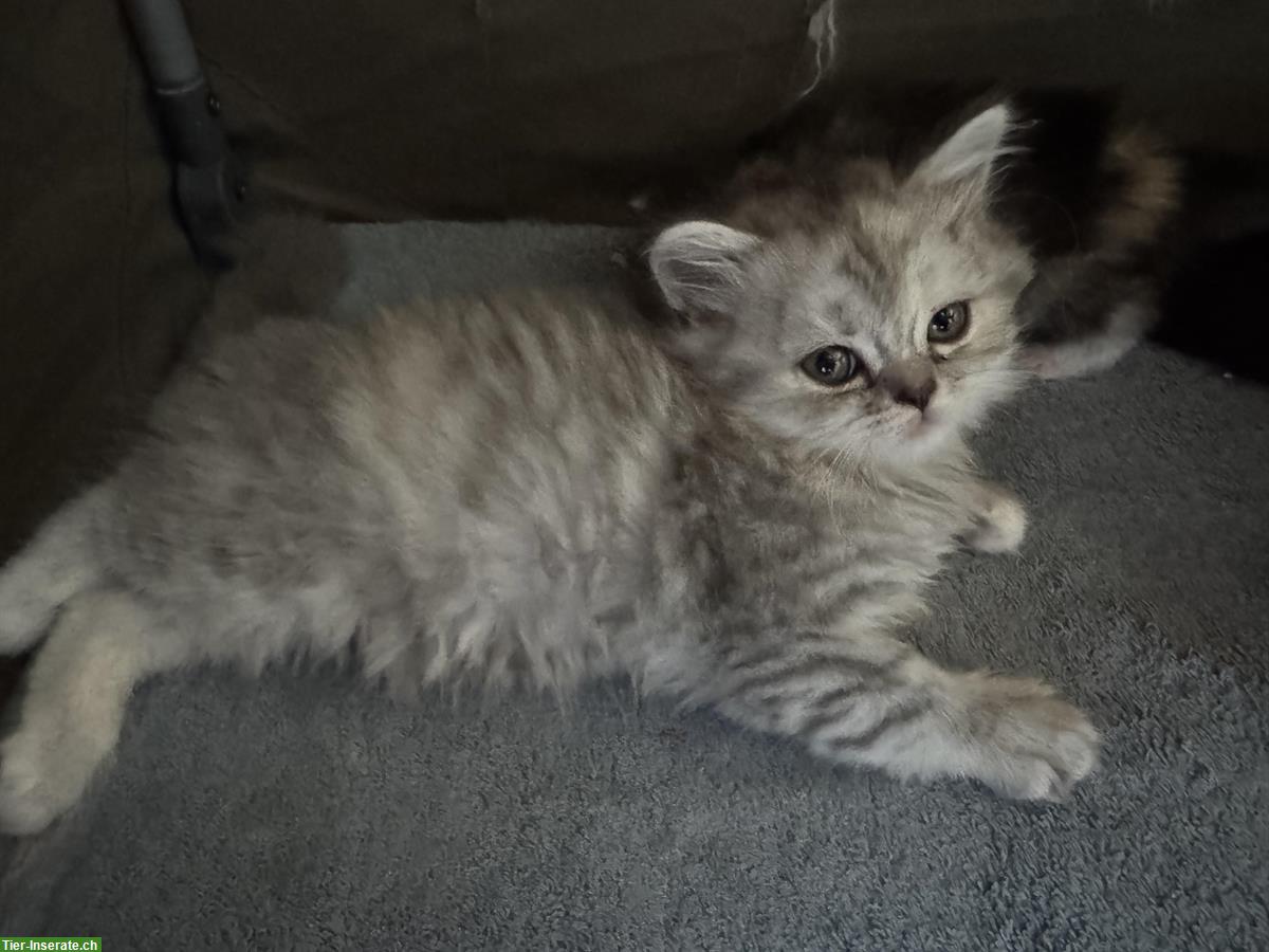 Bild 2: Britisch Langhaar Kitten in black silver tabby