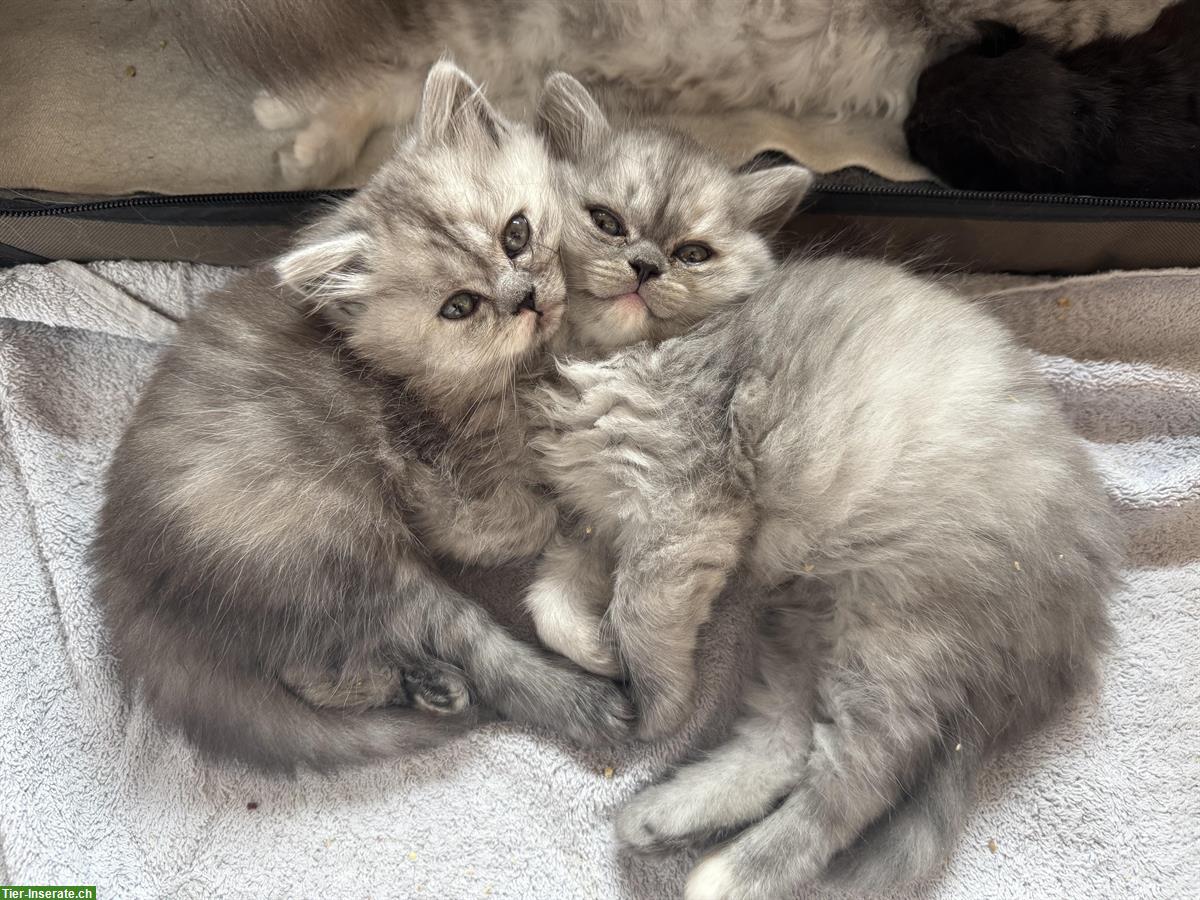 Bild 3: Britisch Langhaar Kitten in black silver tabby