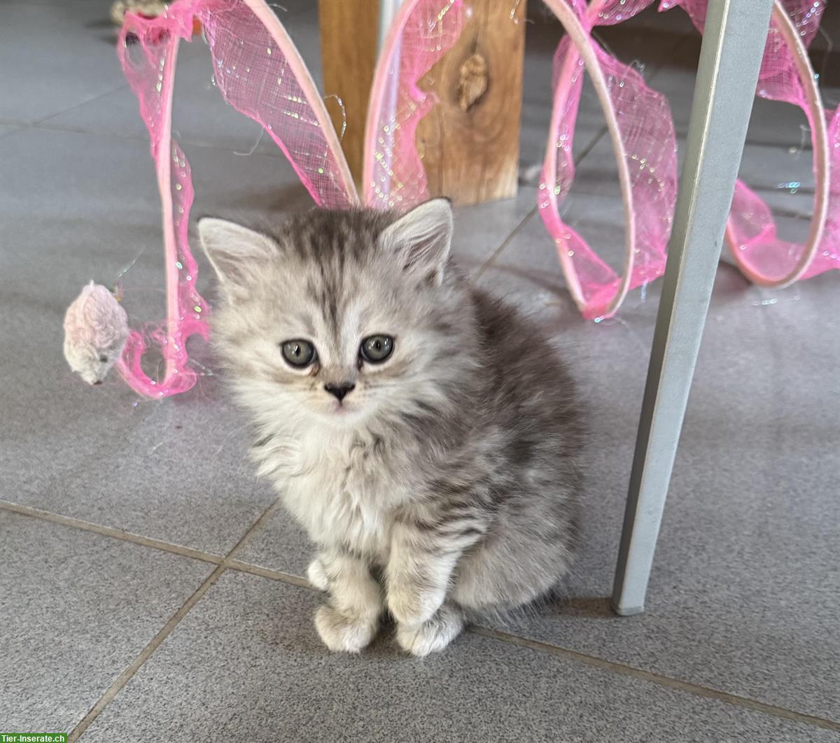 Bild 4: Britisch Langhaar Kitten in black silver tabby