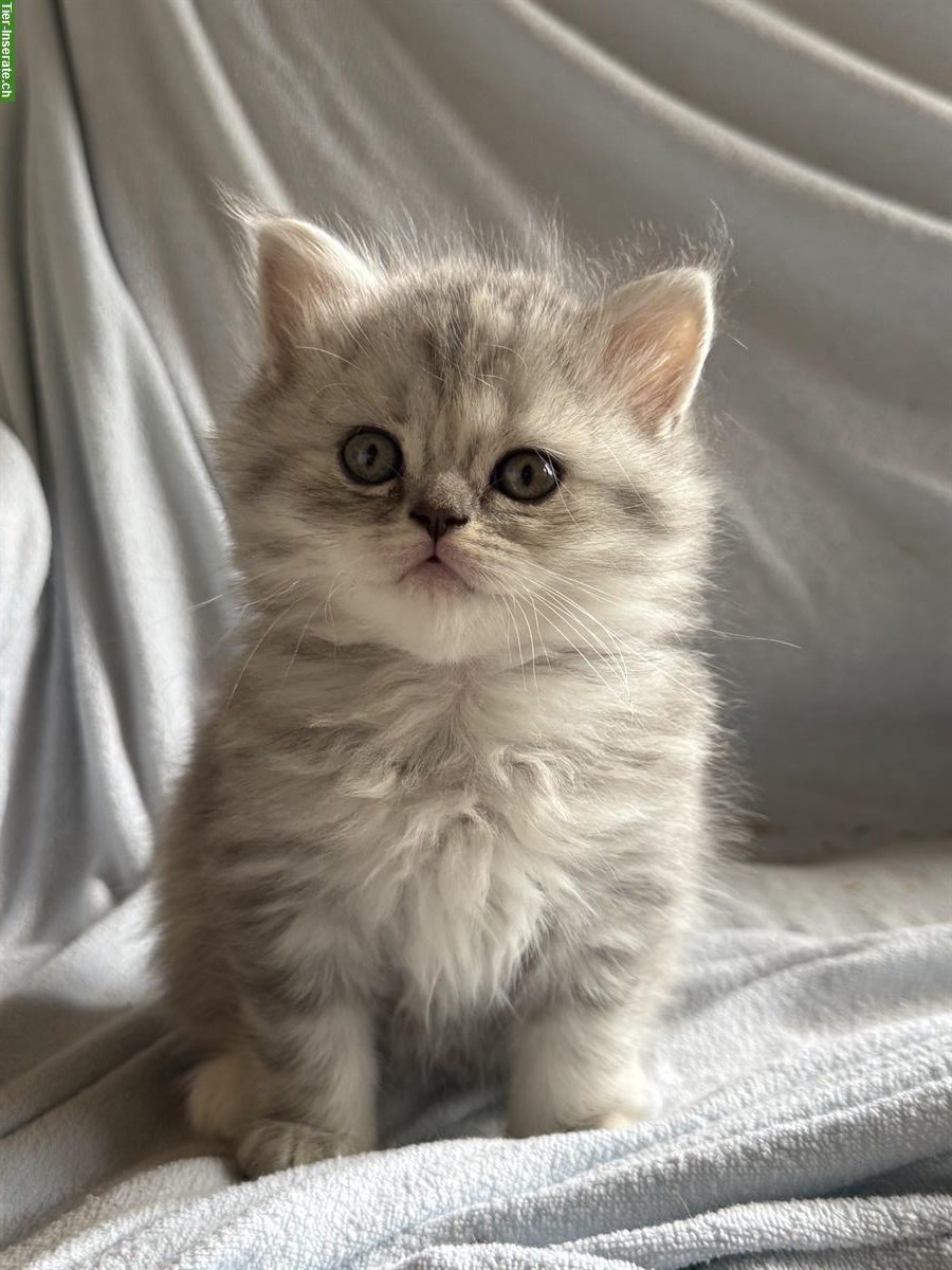 Bild 5: Britisch Langhaar Kitten in black silver tabby