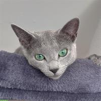 Russisch Blau Katze, weiblich – 11 Monate alt, kastriert & geimpft