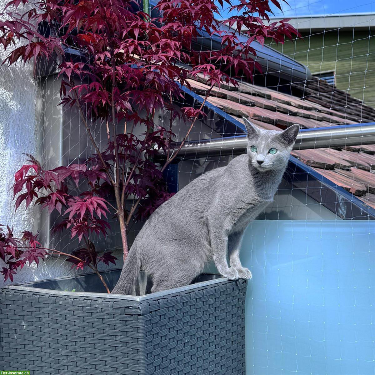 Bild 2: Russisch Blau Katze, weiblich – 11 Monate alt, kastriert & geimpft