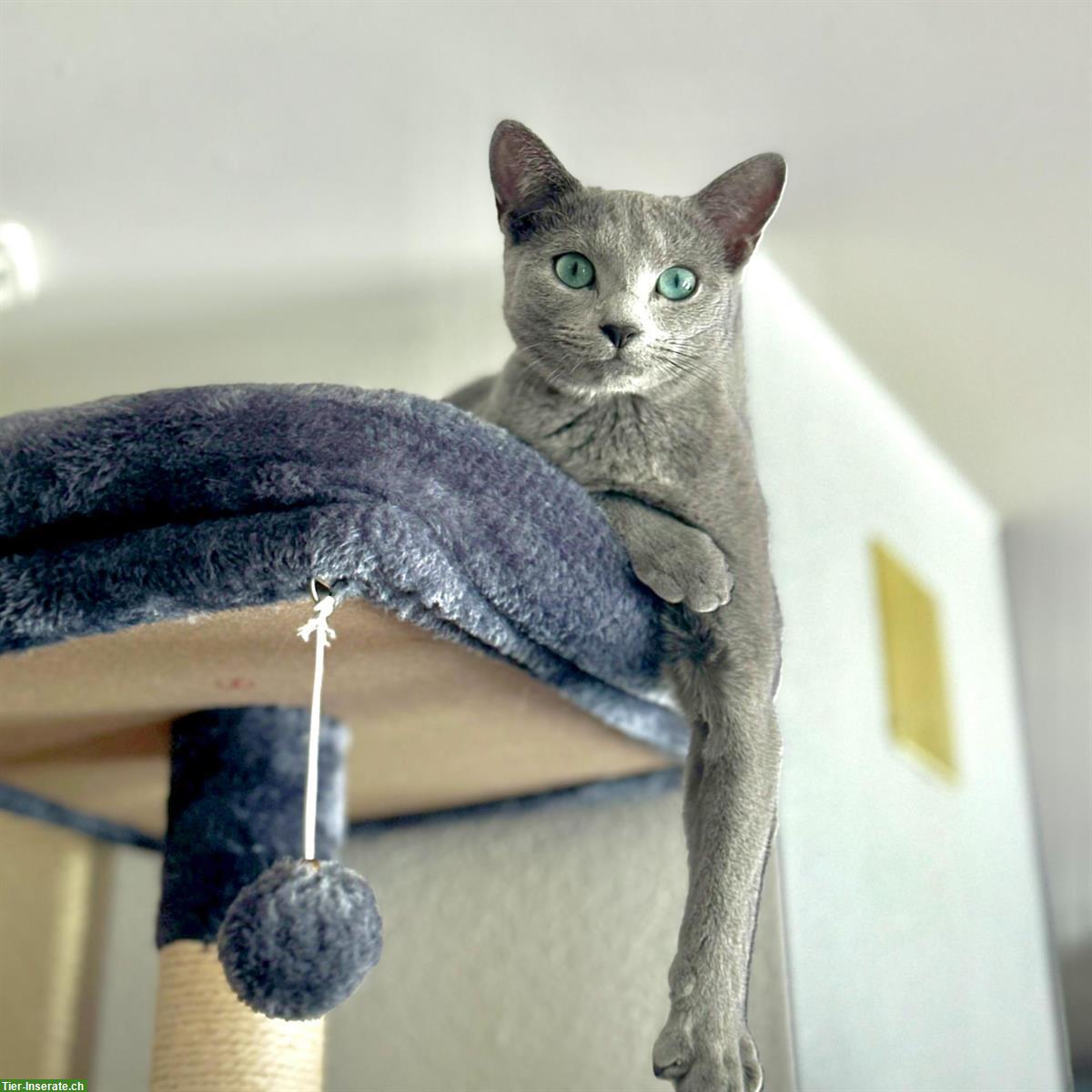 Bild 3: Russisch Blau Katze, weiblich – 11 Monate alt, kastriert & geimpft