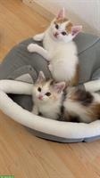 4 Babykatzen Britisch Langhaar Mischling suchen zuhause