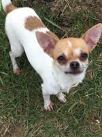 Chihuahua Hündin sucht neuen Lebensplatz