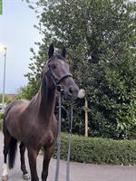 Deutsches Sportpferd ❤️Herzenspferd sucht Herzensmensch