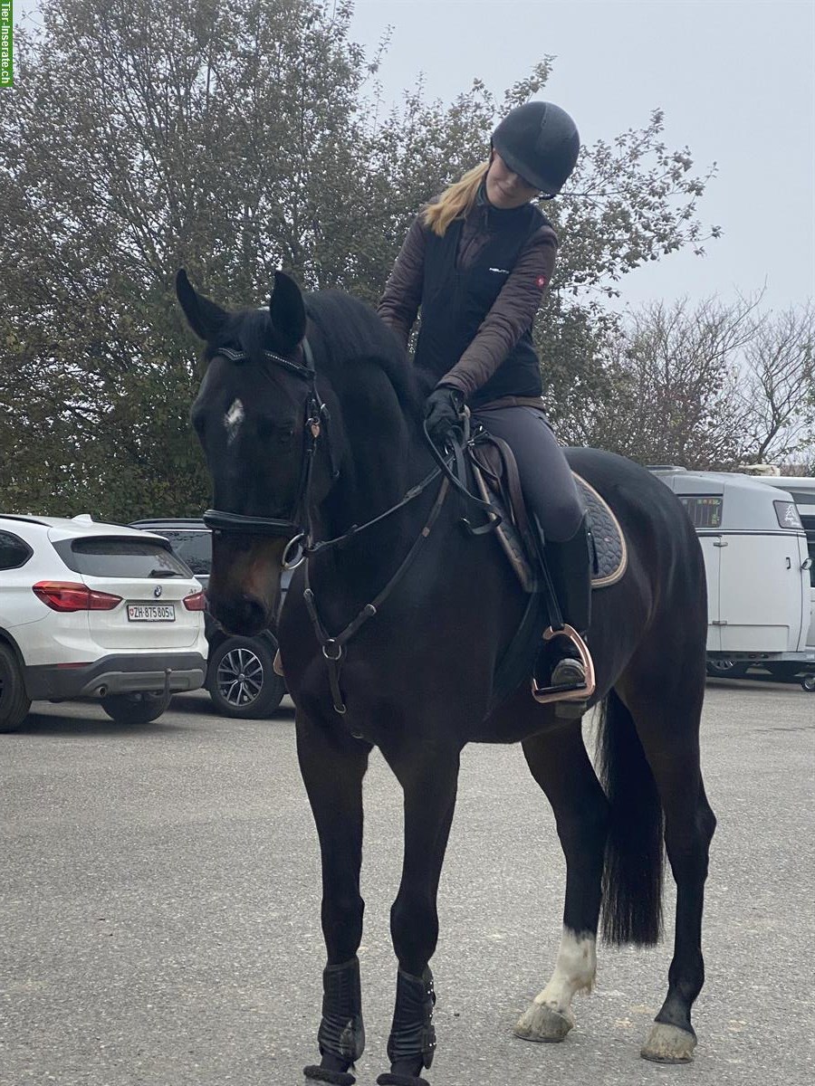 Bild 2: Deutsches Sportpferd ❤️Herzenspferd sucht Herzensmensch