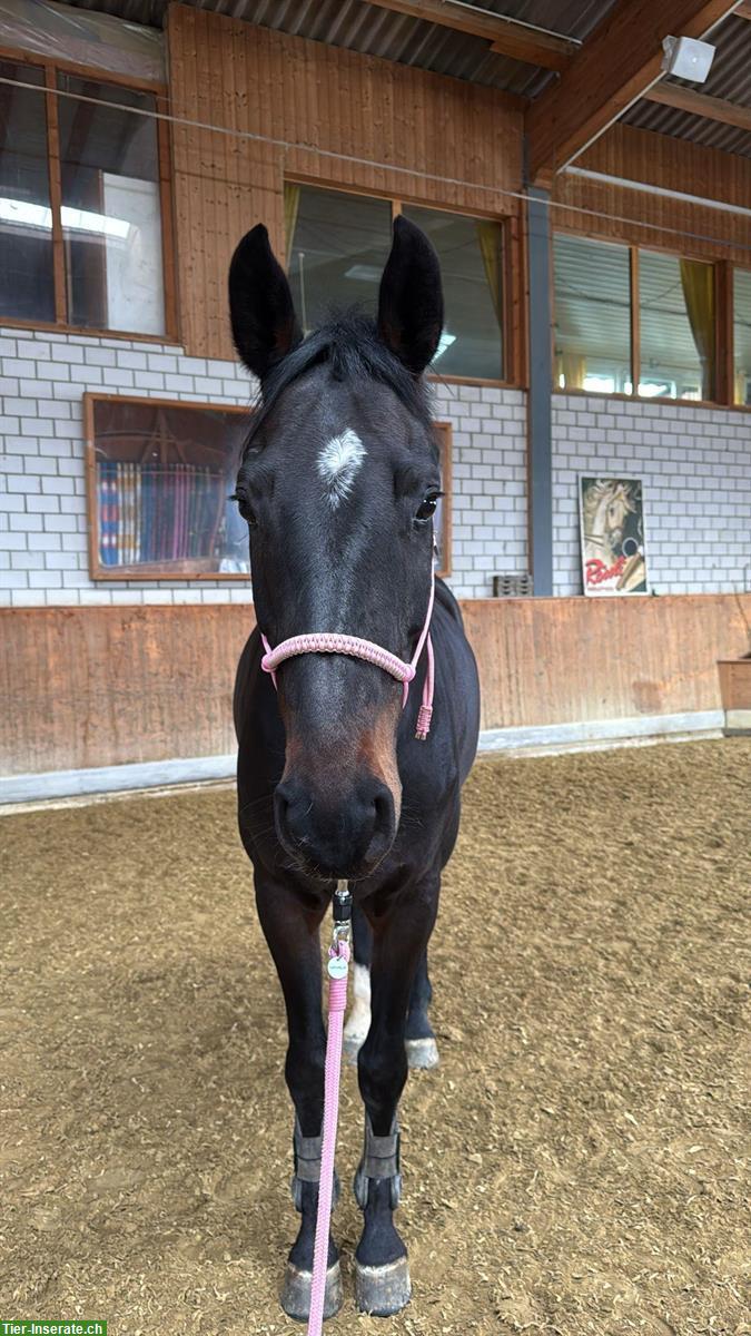 Bild 3: Deutsches Sportpferd ❤️Herzenspferd sucht Herzensmensch