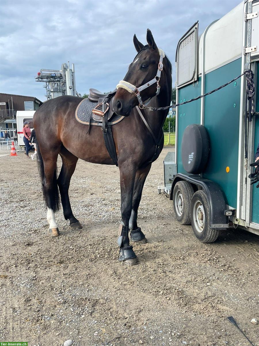 Bild 4: Deutsches Sportpferd ❤️Herzenspferd sucht Herzensmensch