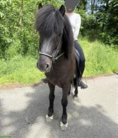 Traum-Isländer Wallach für Freizeit/Therapie/Reitschule