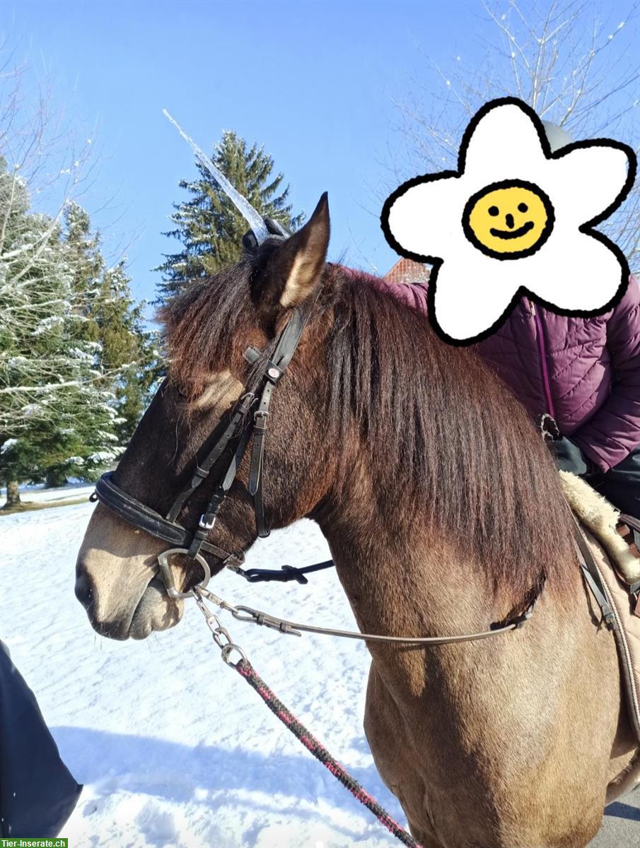 Biete Reitunterricht in Rosshäusern, nahe Laupen und Bern