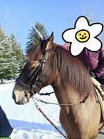 Biete Reitunterricht in Rosshäusern, nahe Laupen und Bern
