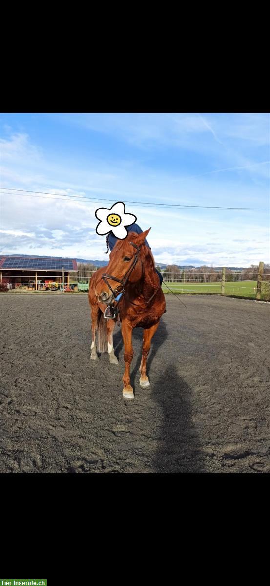 Bild 2: Biete Reitunterricht in Rosshäusern, nahe Laupen und Bern