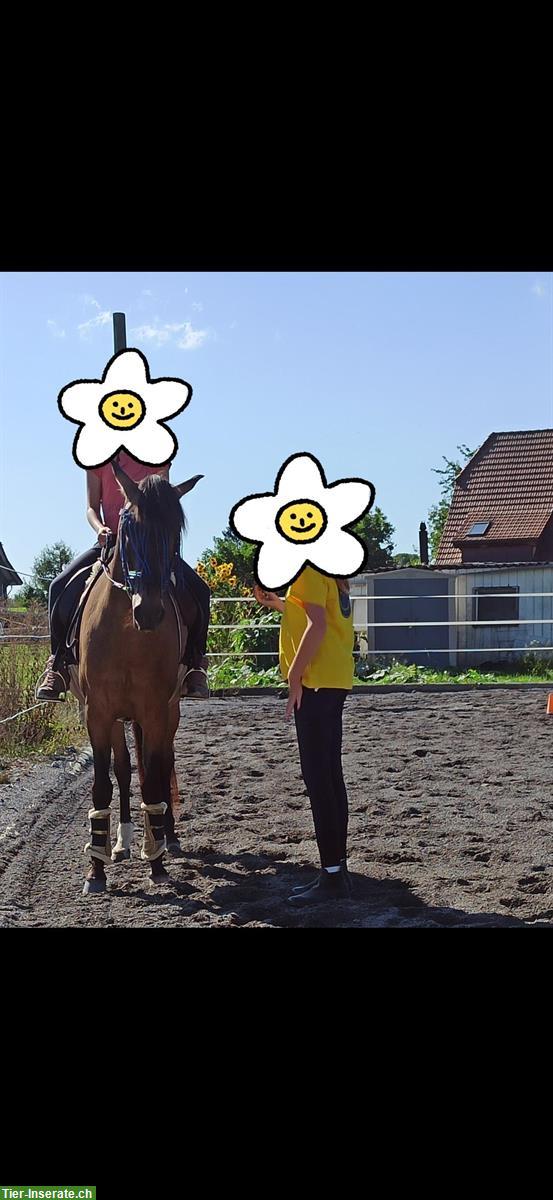 Bild 3: Biete Reitunterricht in Rosshäusern, nahe Laupen und Bern