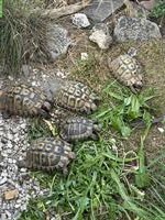 Griechische Landschildkröten Ostrasse
