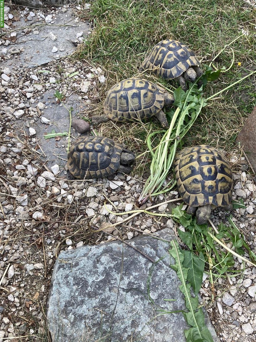 Bild 2: Griechische Landschildkröten Ostrasse