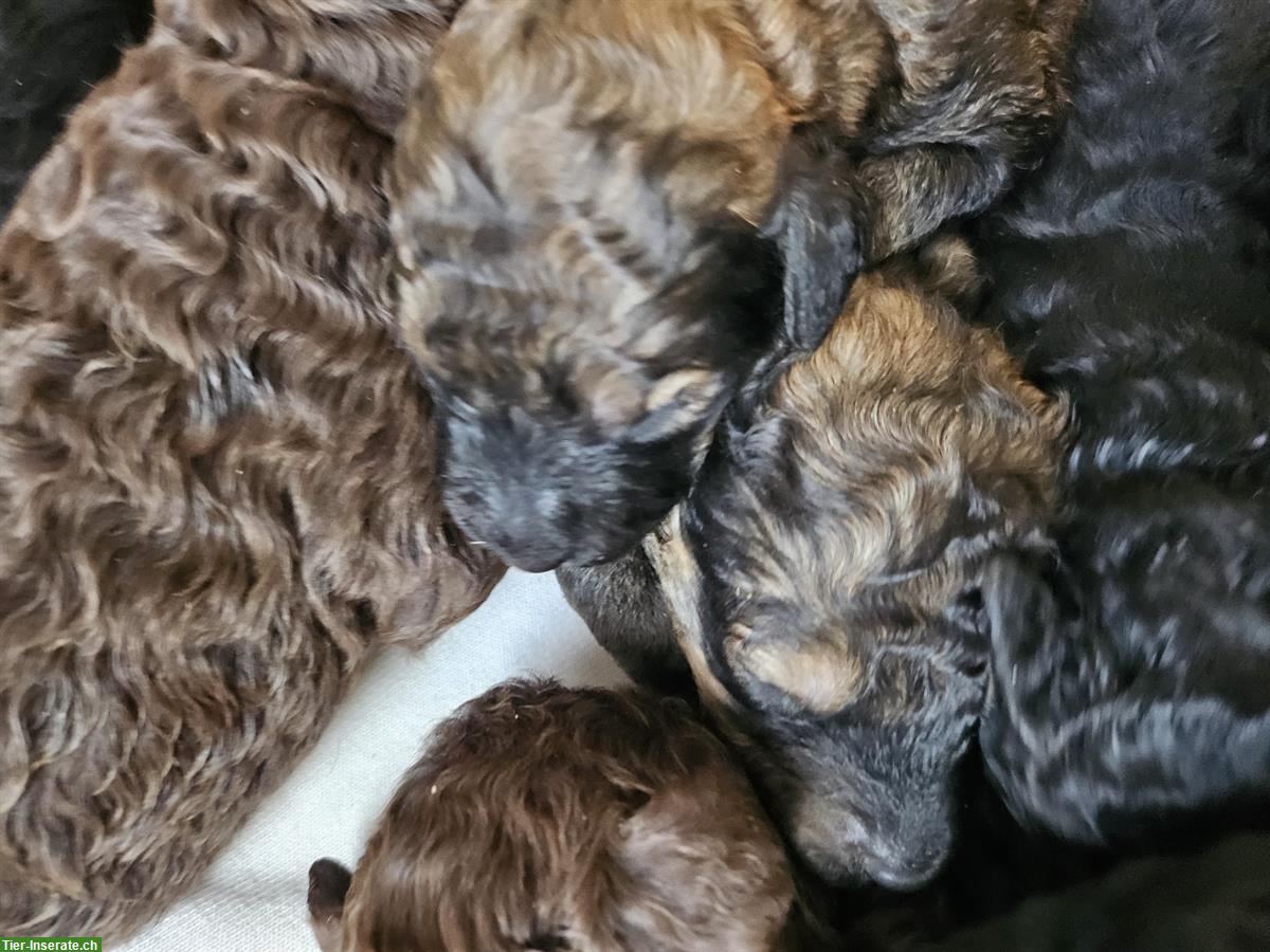 Goldendoodle Welpen suchen ein Zuhause