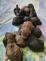Goldendoodle Welpen suchen ein Zuhause
