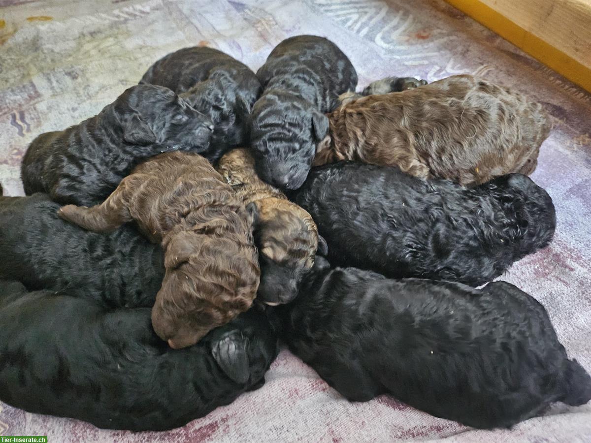 Bild 2: Goldendoodle Welpen suchen ein Zuhause
