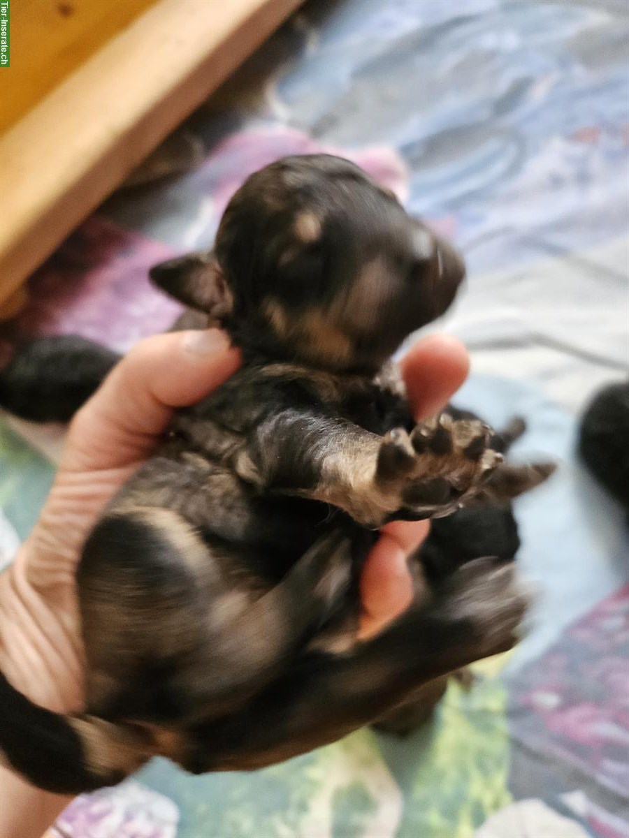 Bild 3: Goldendoodle Welpen suchen ein Zuhause