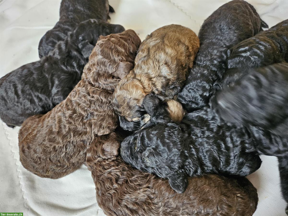 Bild 4: Goldendoodle Welpen suchen ein Zuhause