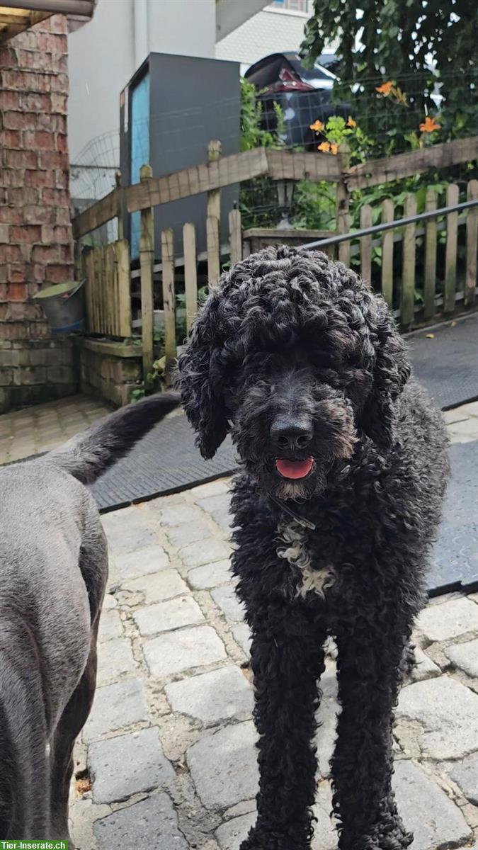 Bild 5: Goldendoodle Welpen suchen ein Zuhause