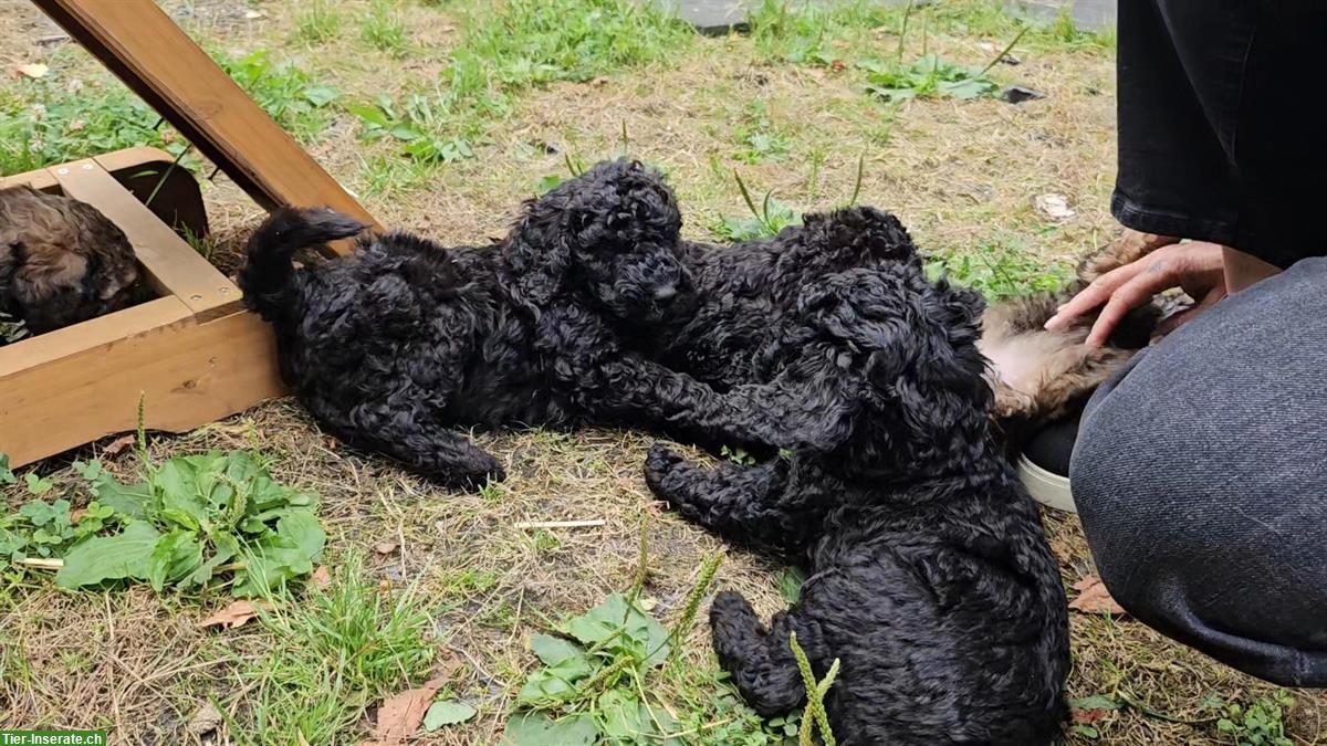 Bild 6: Goldendoodle Welpen suchen ein Zuhause