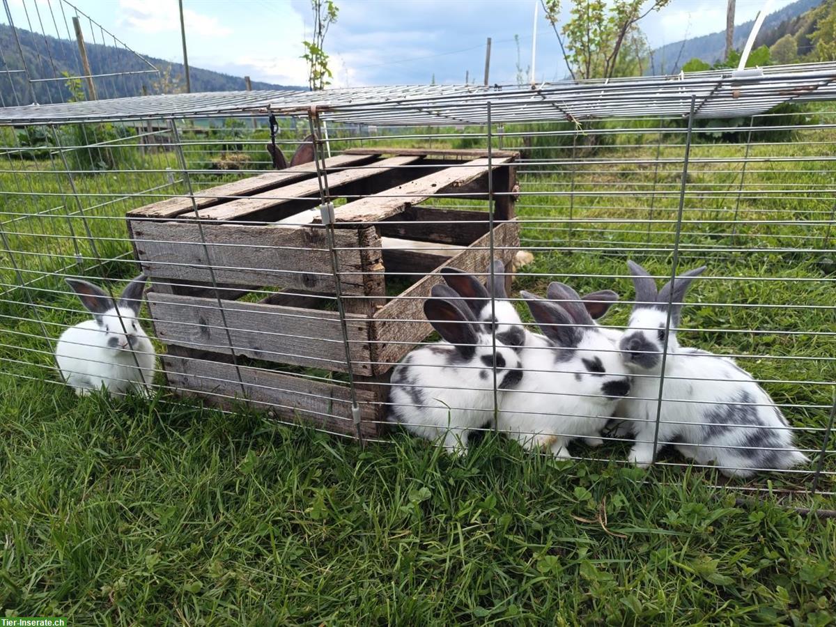 Junge Schweizer Riesenschecken Kaninchen