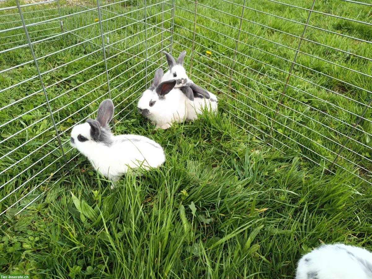 Bild 2: Junge Schweizer Riesenschecken Kaninchen