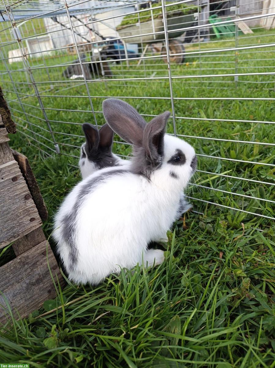 Bild 3: Junge Schweizer Riesenschecken Kaninchen