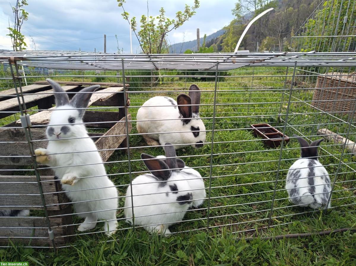 Bild 4: Junge Schweizer Riesenschecken Kaninchen
