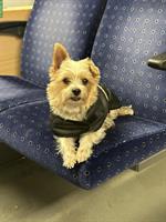 Dogsitting: Biete zuverlässige Betreuung für Ihren 4-Beiner