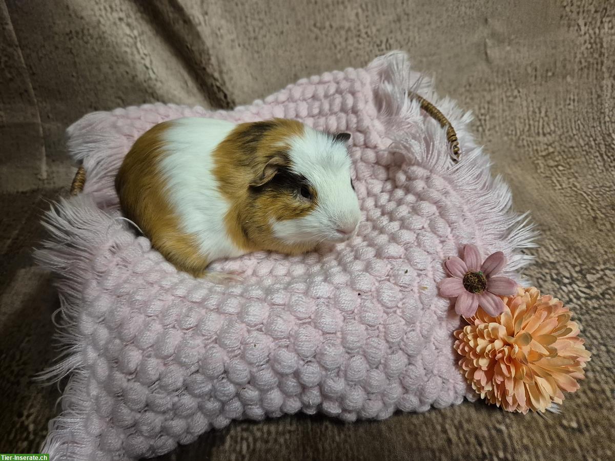Bild 4: Süsser Meerschweinchen Kastrat in Schoko-Buff-Weiß