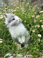 Junge, süsse Zwerghasen 🐰 super handzahm