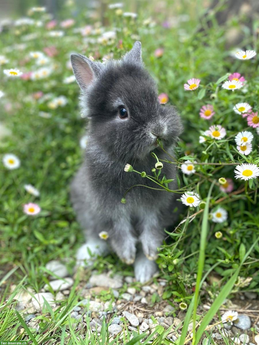 Bild 2: Junge, süsse Zwerghasen 🐰 super handzahm