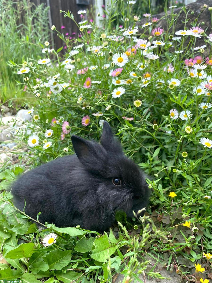 Bild 3: Junge, süsse Zwerghasen 🐰 super handzahm