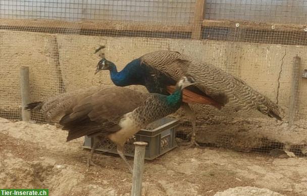 Bild 2: Pfauen weiblich und männlich zu verkaufen
