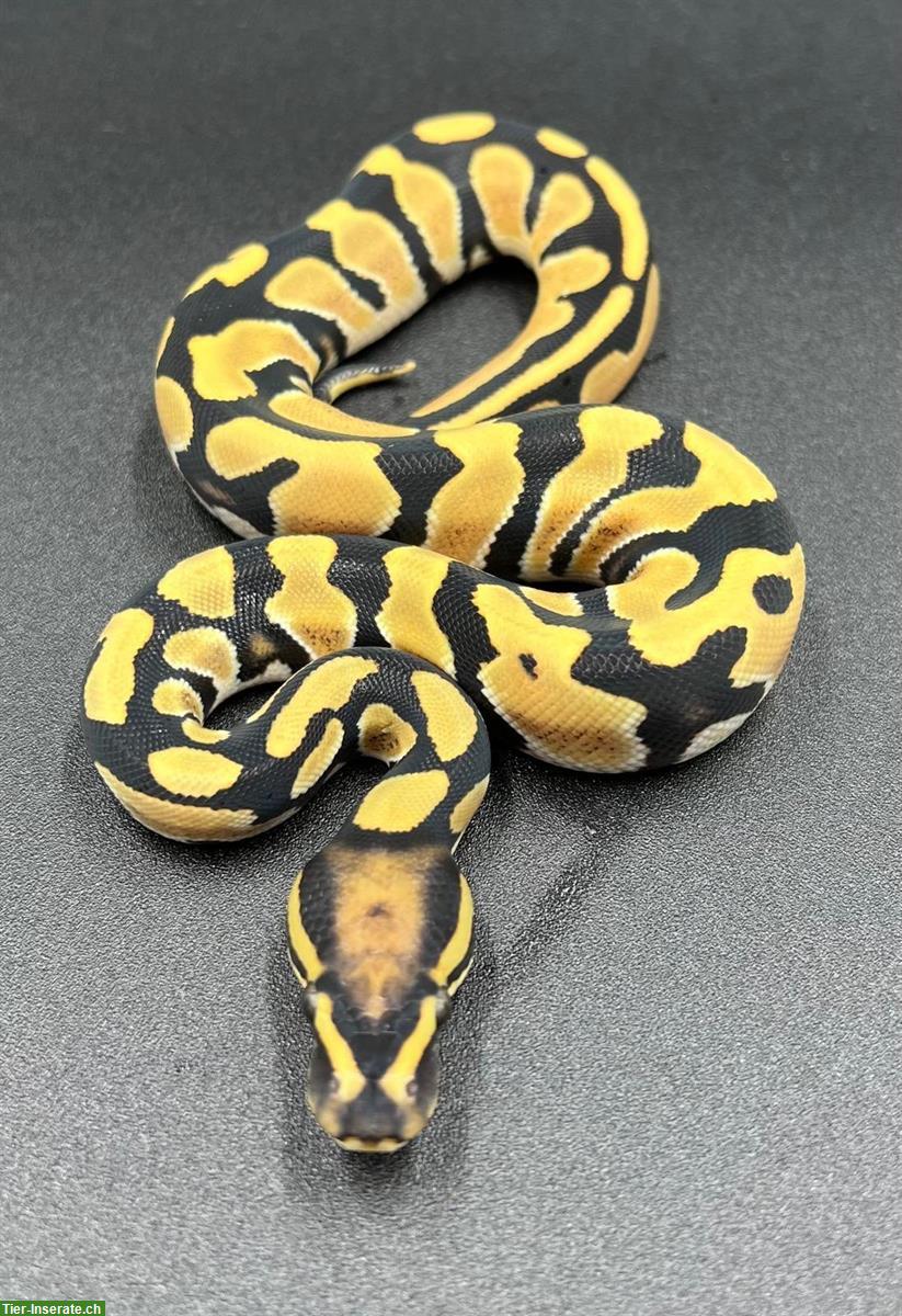 0.1 Desert Ghost, Orange Dream, 66% pos. Het Pied Cryptic 2025