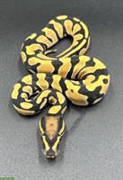 0.1 Desert Ghost, Orange Dream, 66% pos. Het Pied Cryptic 2025