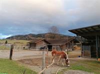 Auslaufboxe auf Bauernhof mit liebevoller Betreuung